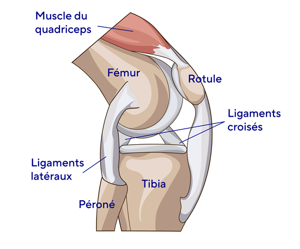Schéma anatomie du genou