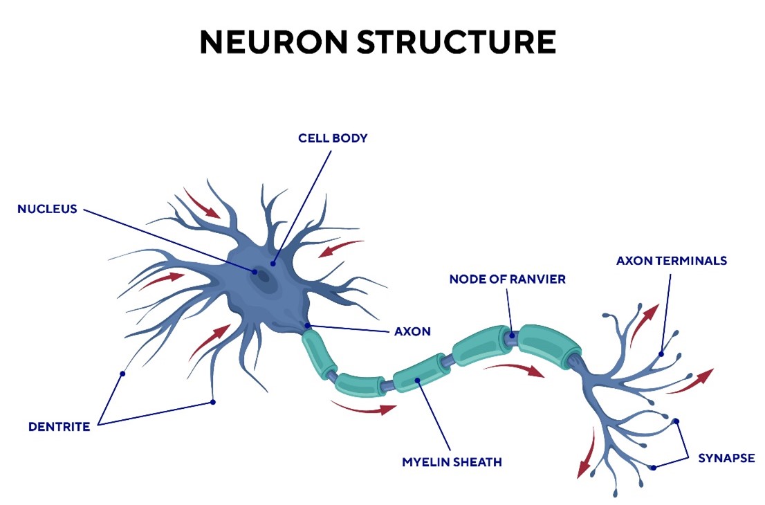 Structure d'un neurone